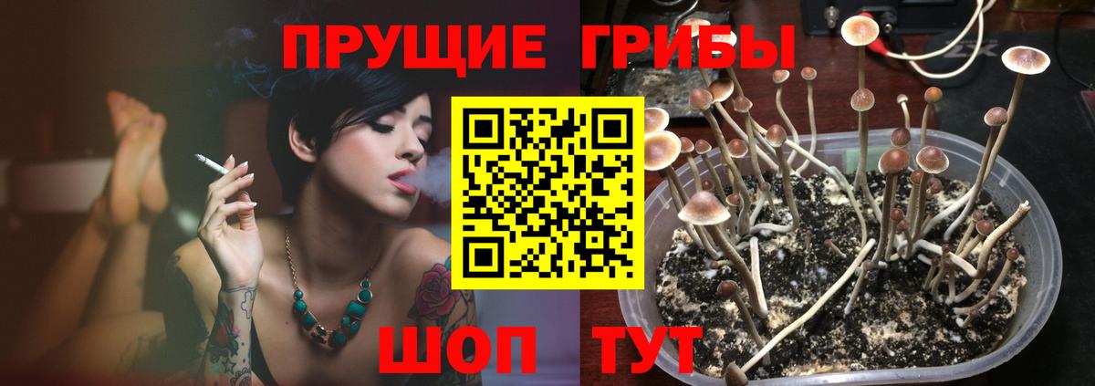 Псилоцибиновые грибы GOLDEN TEACHER Ногинск